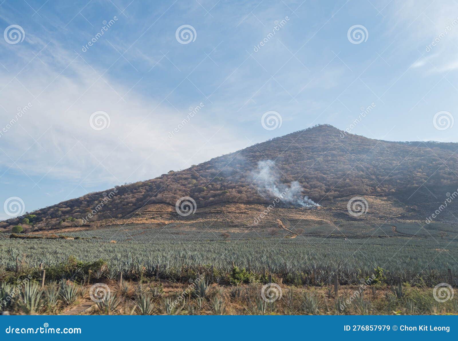Sunny View of the Tequila Farm Stock Image Image of tequila, people