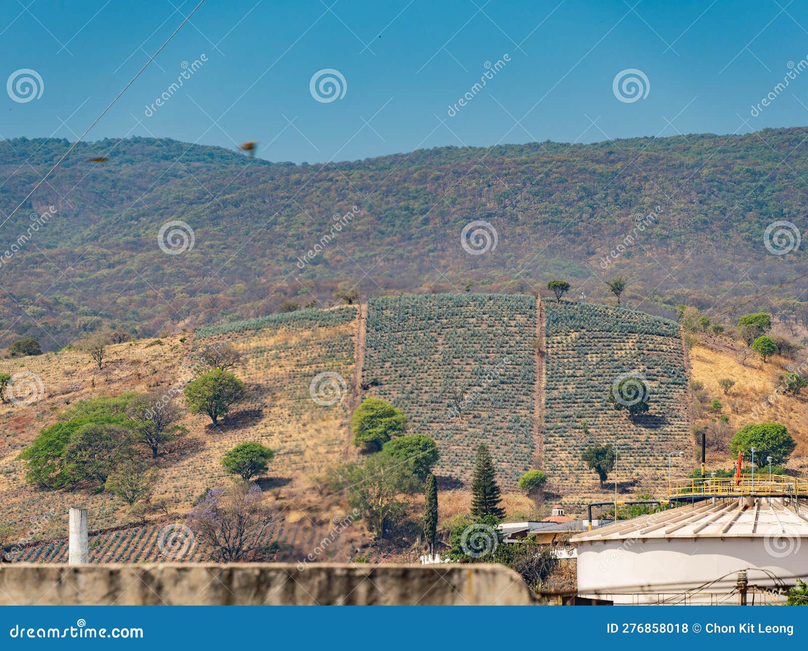 Sunny View of the Tequila Farm Stock Photo Image of tequila, mexico