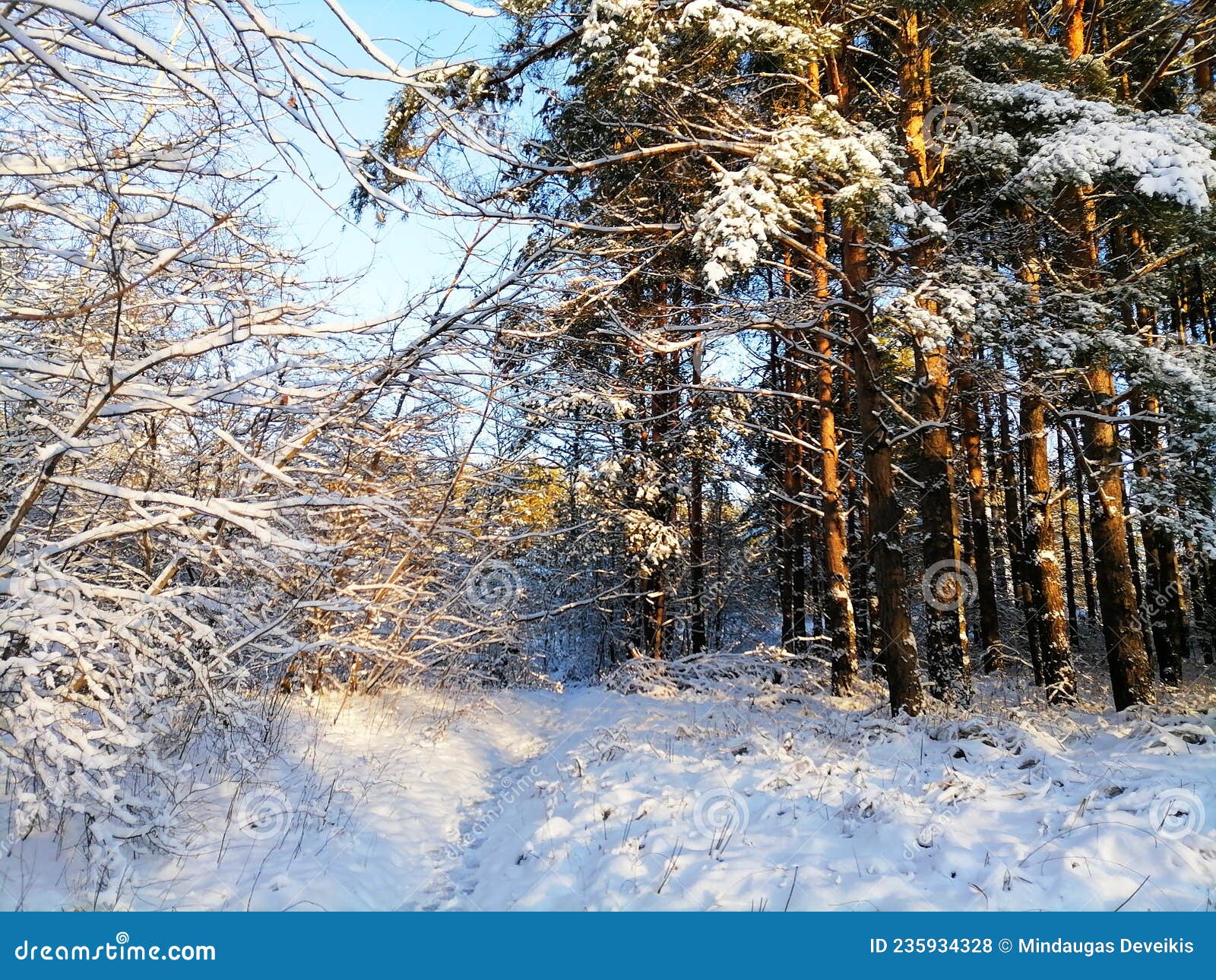 snowy pine trees in talsa park