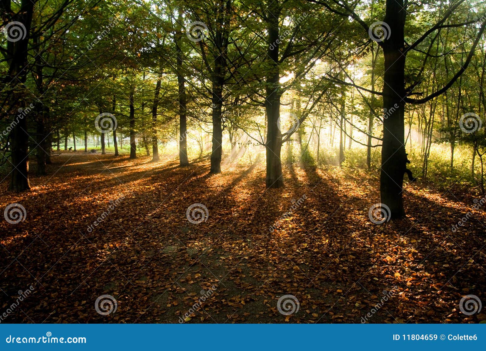sunrays through beech trees in autumn