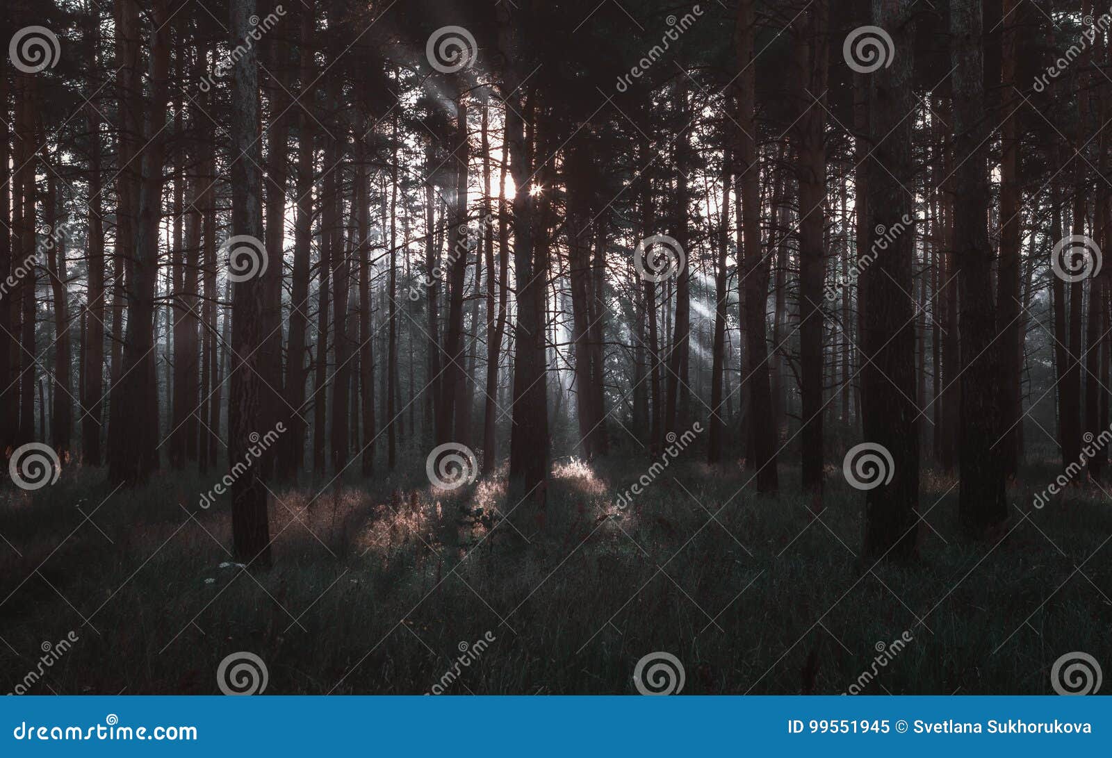 Dark Pine Wood Texture RoyaltyFree Stock Photo