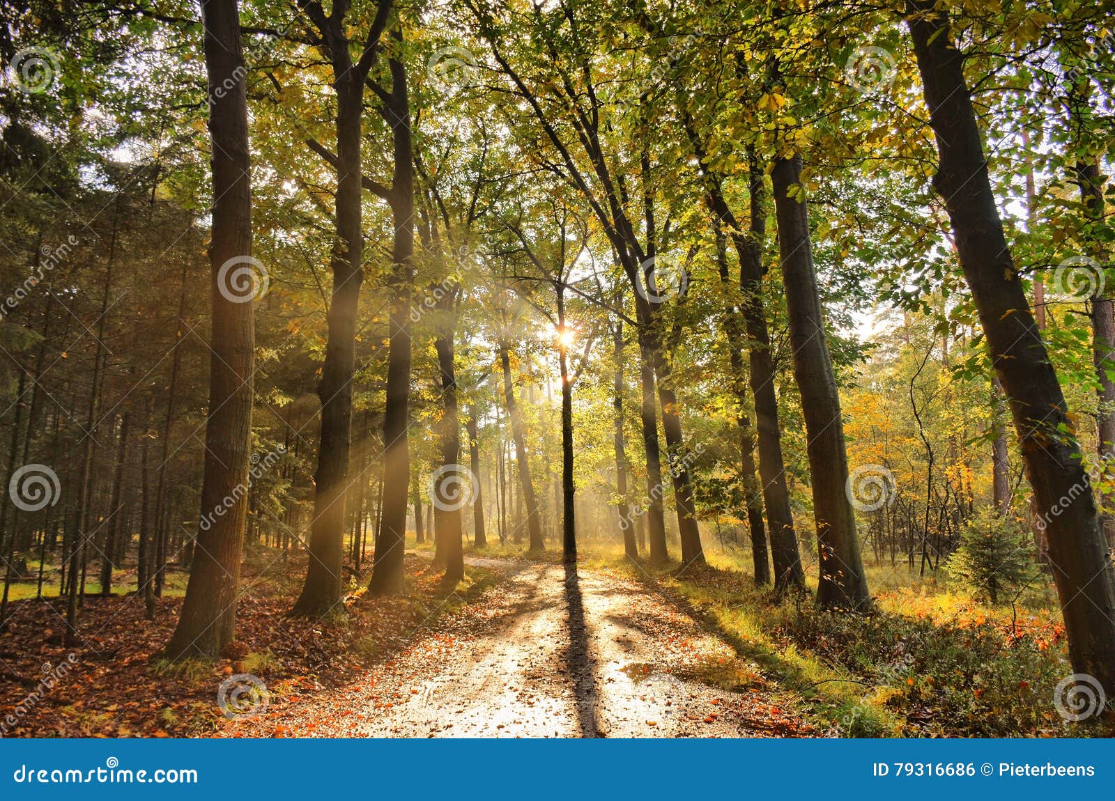 Sunrays Of Light In Autumn Forest With Path And Trees With Colourful