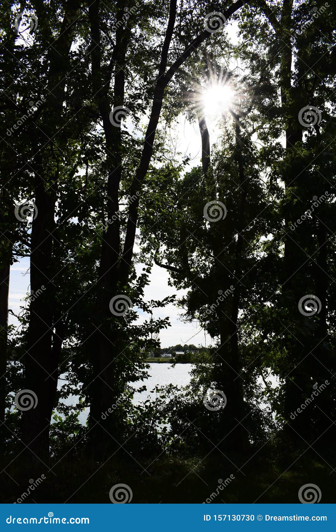 sunrays shining through tree canopy