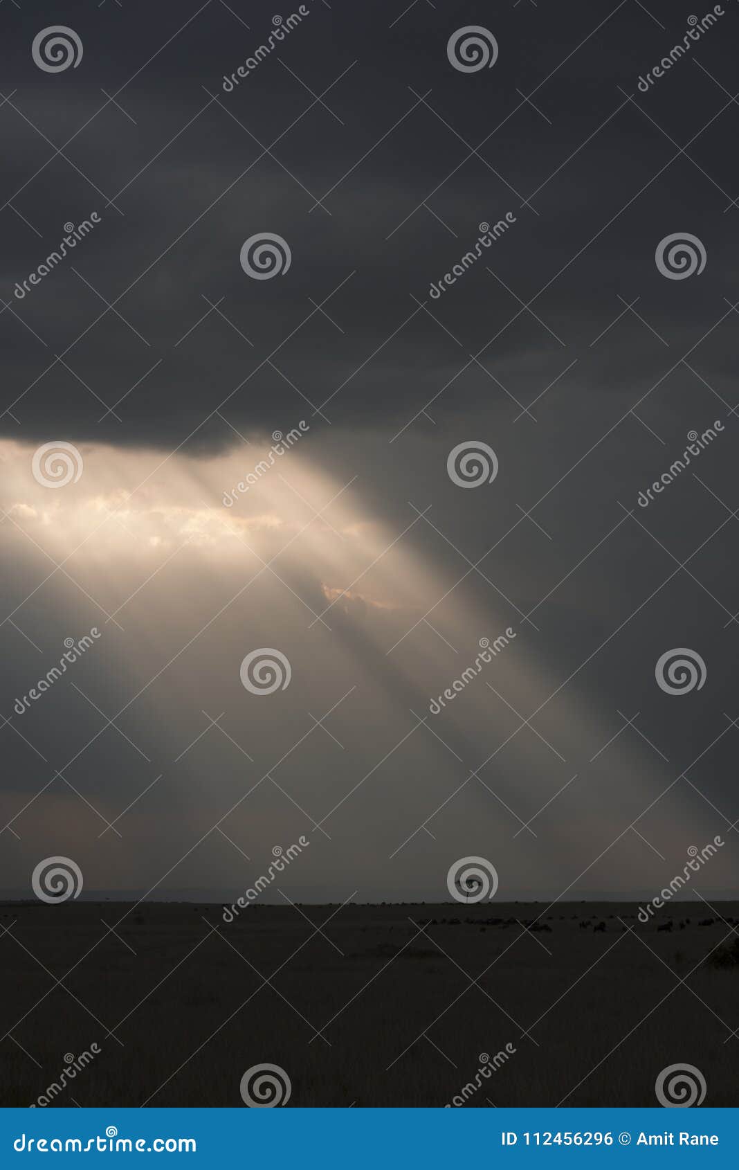 Sunrays που αφορά ένα δέντρο ακακιών σε Masai Mara, Κένυα Αφρική