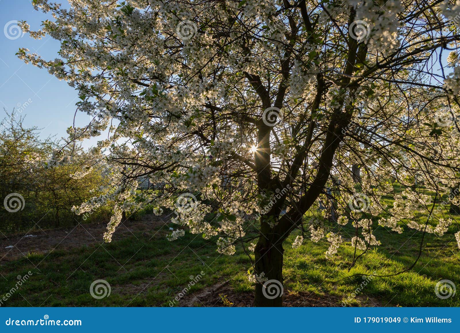 Sunrise in the Apple Fields during Spring with the Trees Full of ...