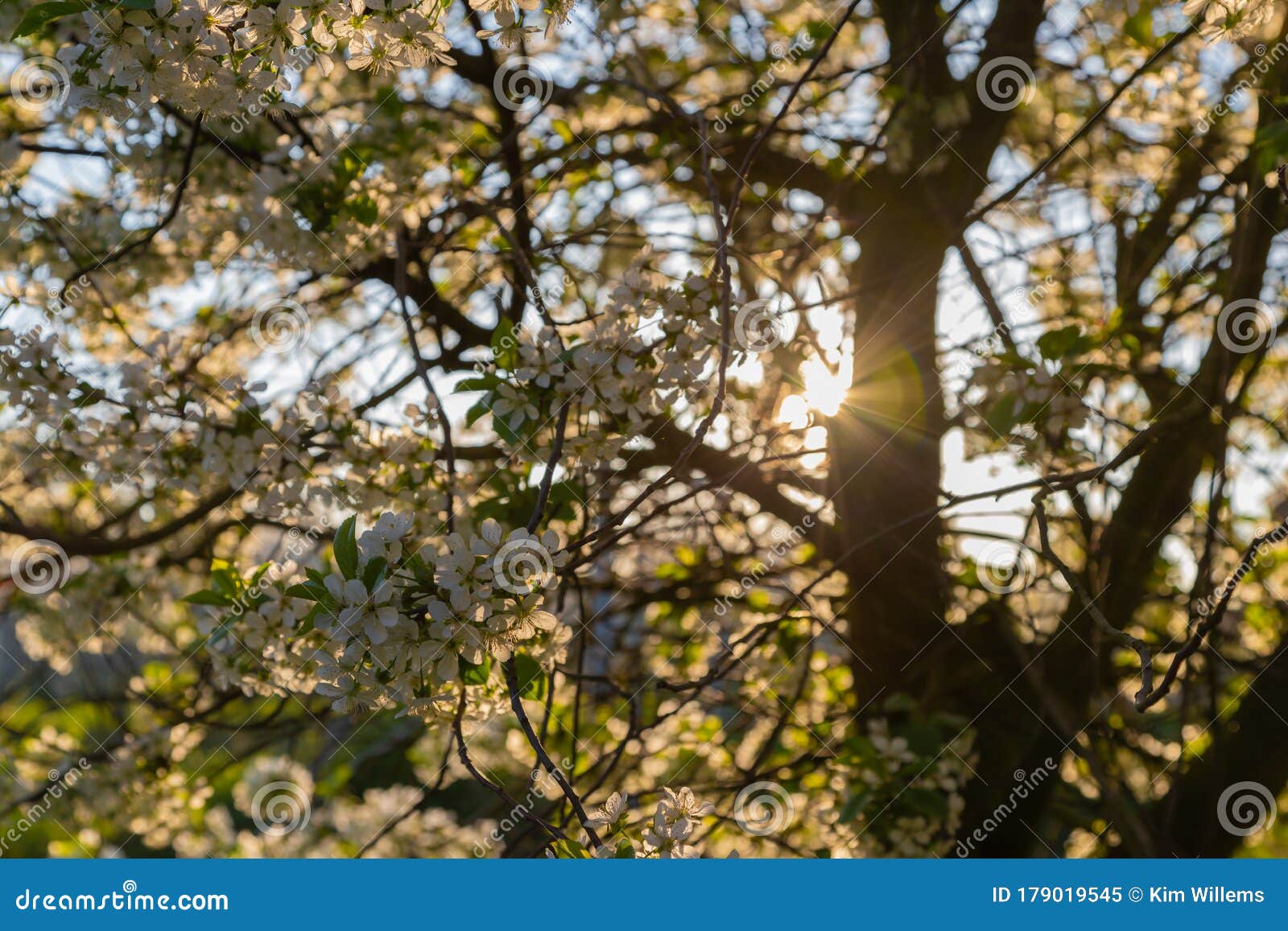 Sunrise in the Apple Fields during Spring with the Trees Full of ...