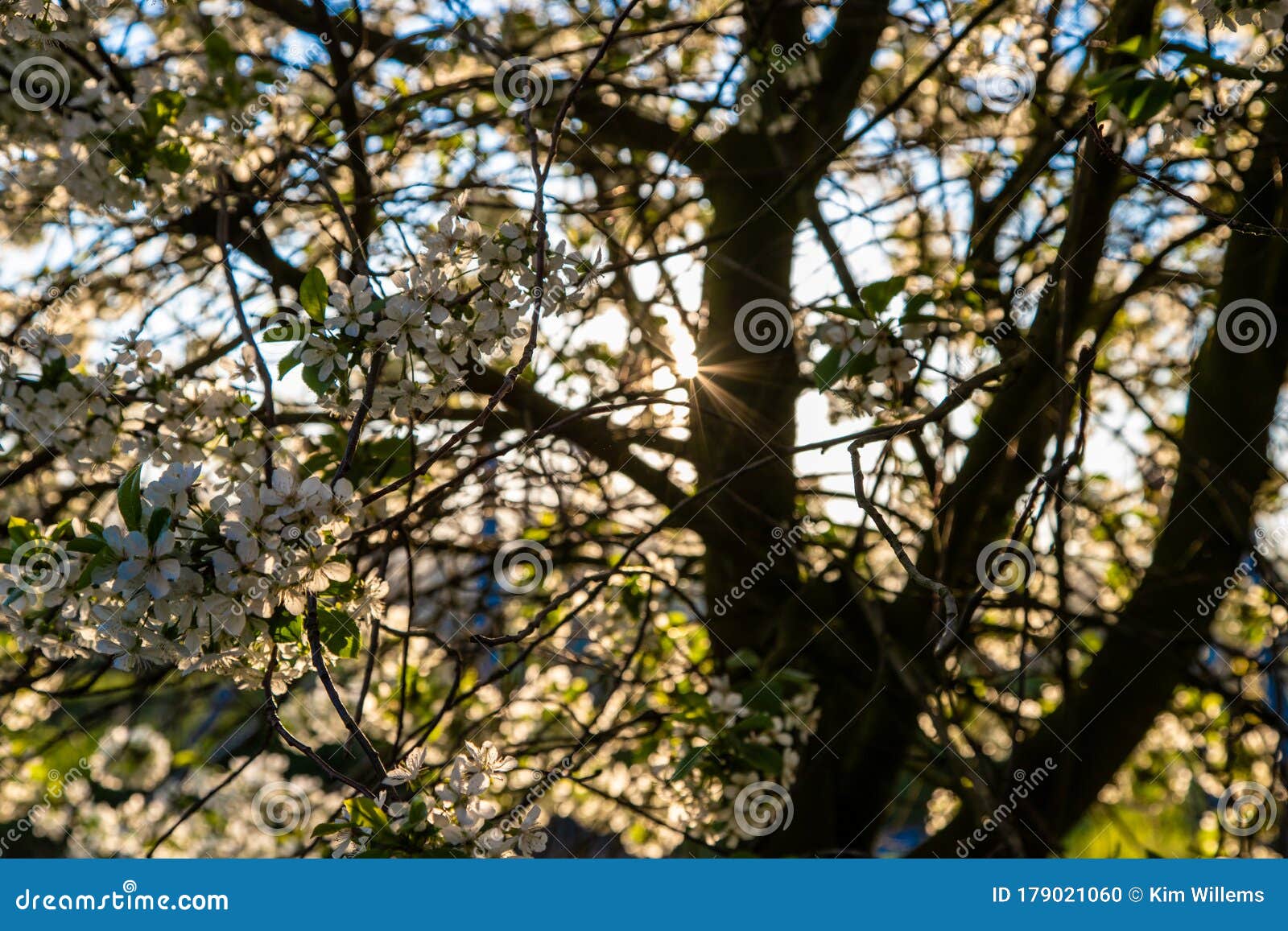 Sunrise in the Apple Fields during Spring with the Trees Full of ...