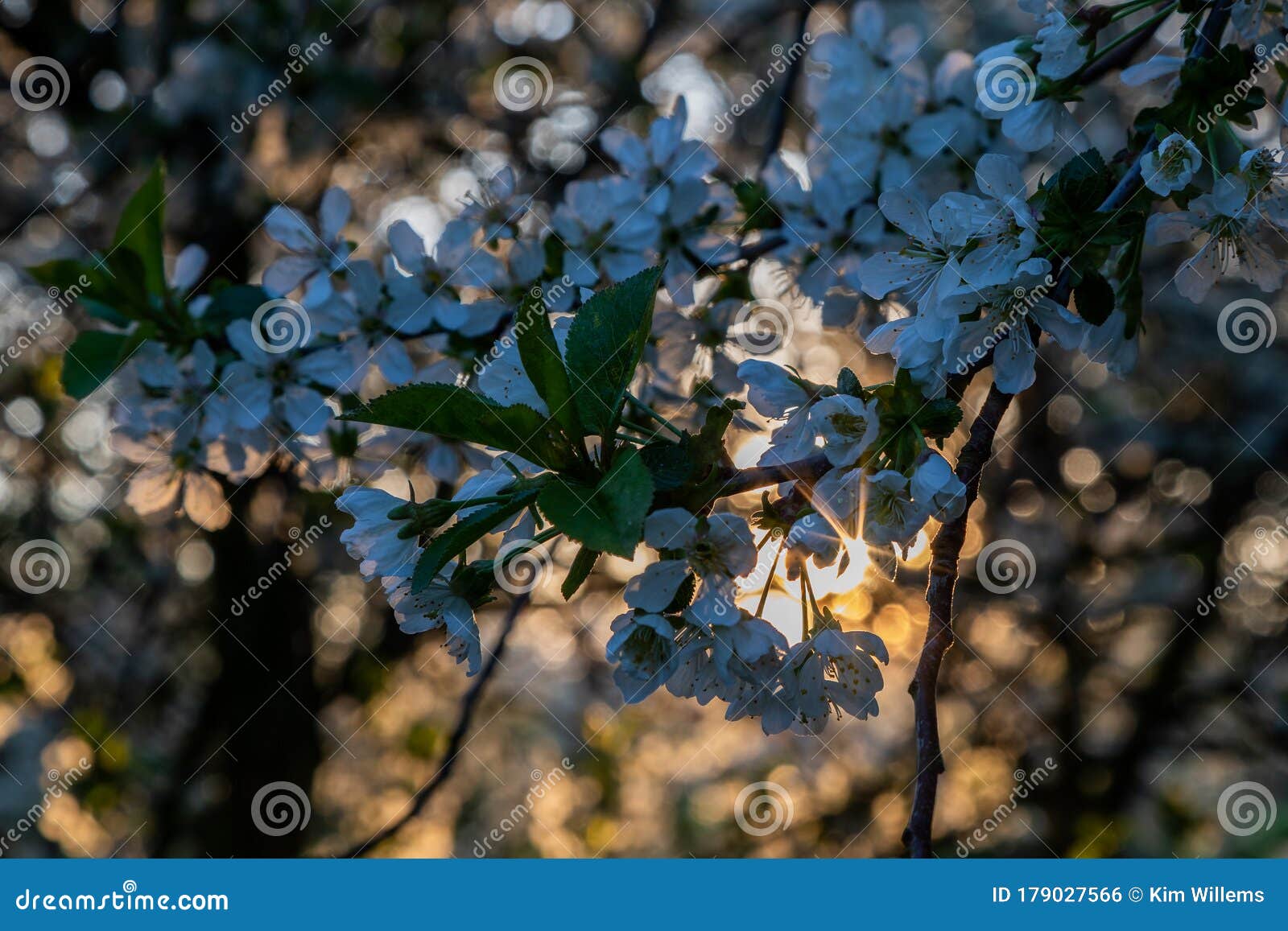 Sunrise in the Apple Fields during Spring with the Trees Full of ...