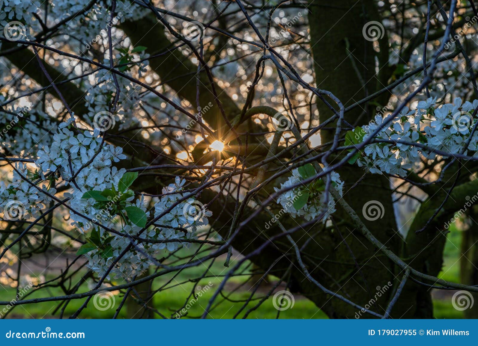 Sunrise in the Apple Fields during Spring with the Trees Full of ...