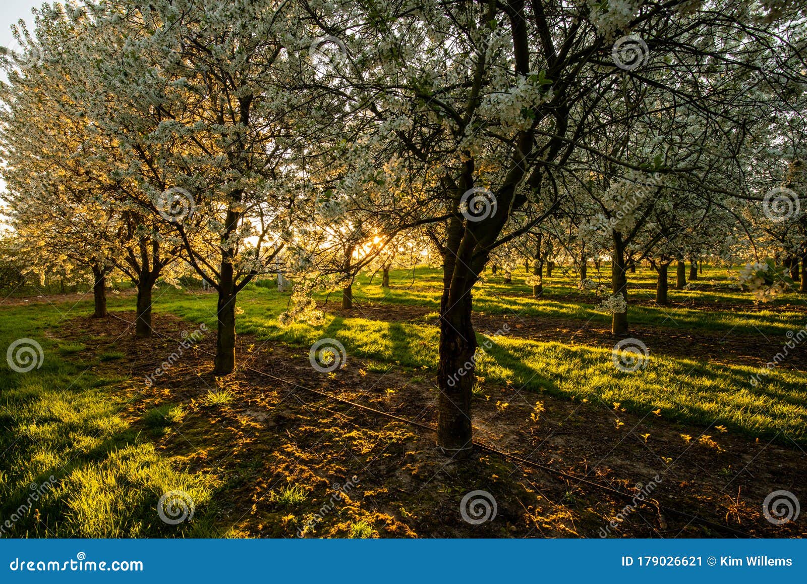 Sunrise in the Apple Fields during Spring with the Trees Full of ...