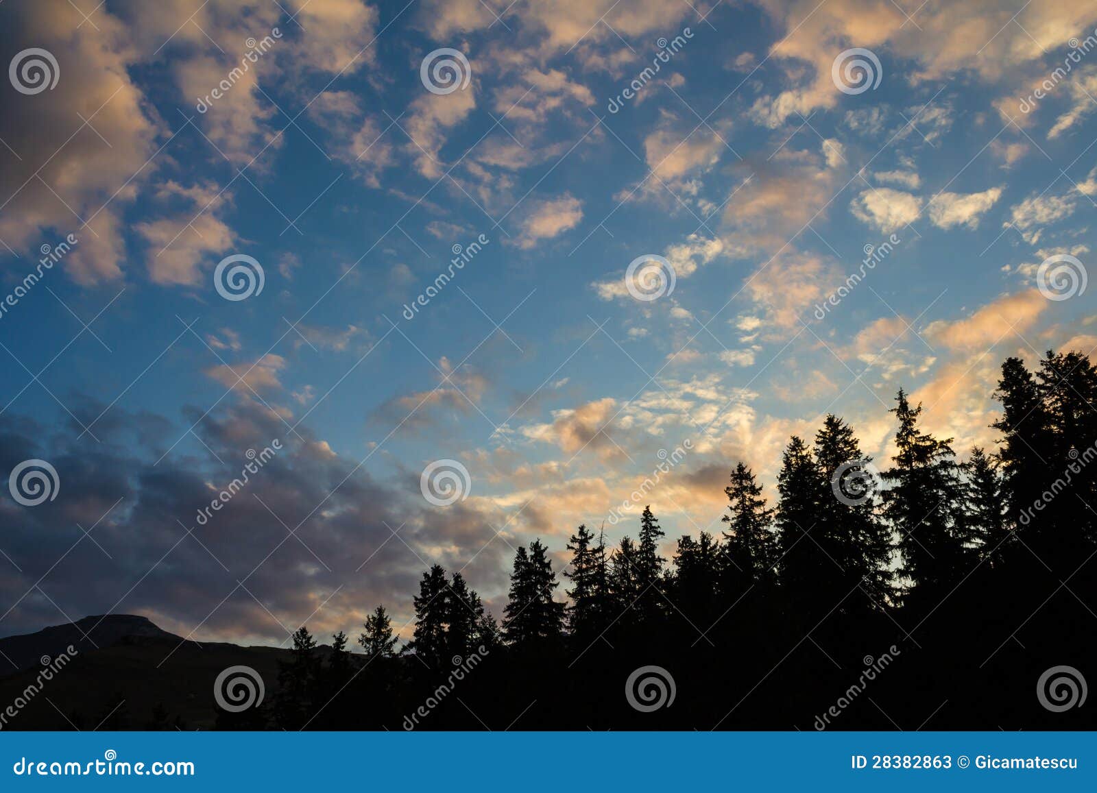 sunrise behind the firs