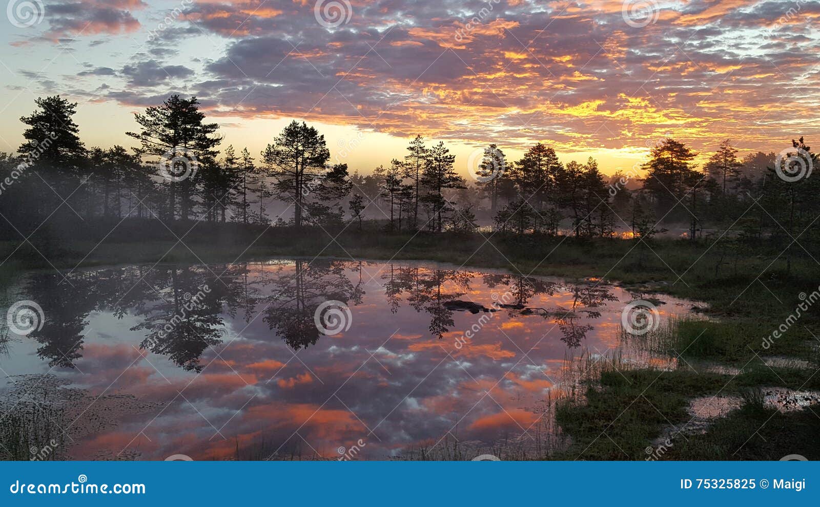 Sunrise in the bog