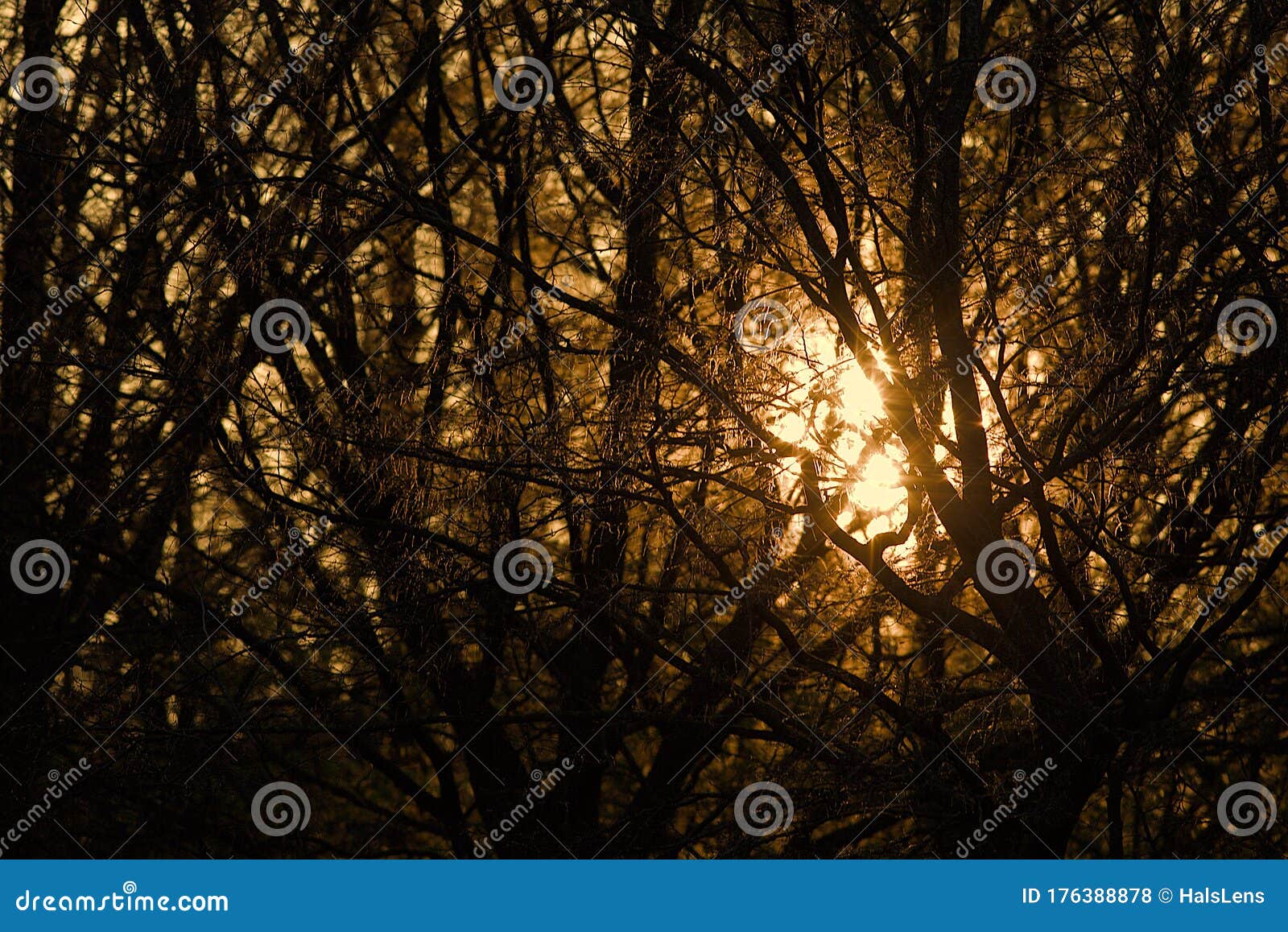 Sunrise Through The Branches Stock Photo - Image of shine, bright
