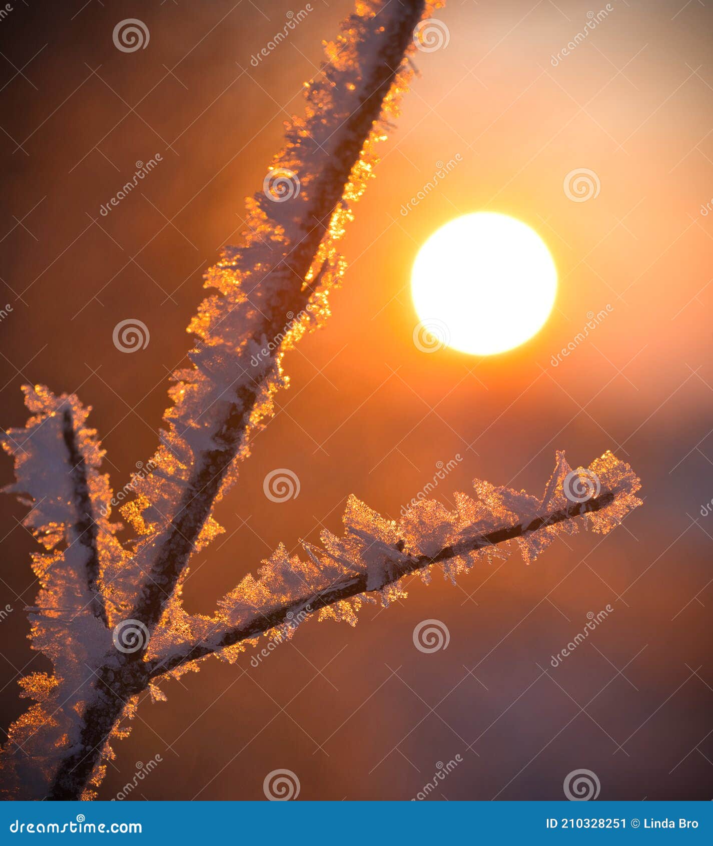 Sunrise on a Cold Winter Morning, Branches Stock Image Image of temperature, frozen 210328251