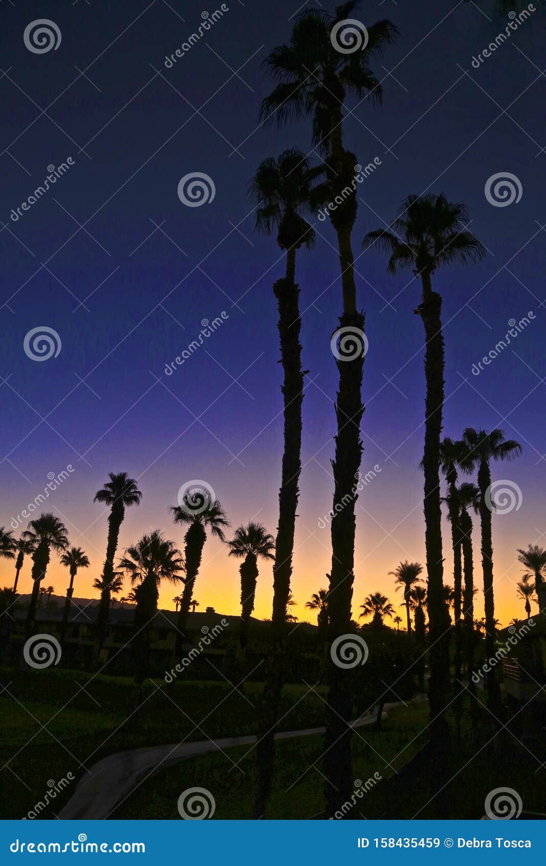 Sunrise Desert Palmtrees Palm Springs California Stock Image - Image of ...