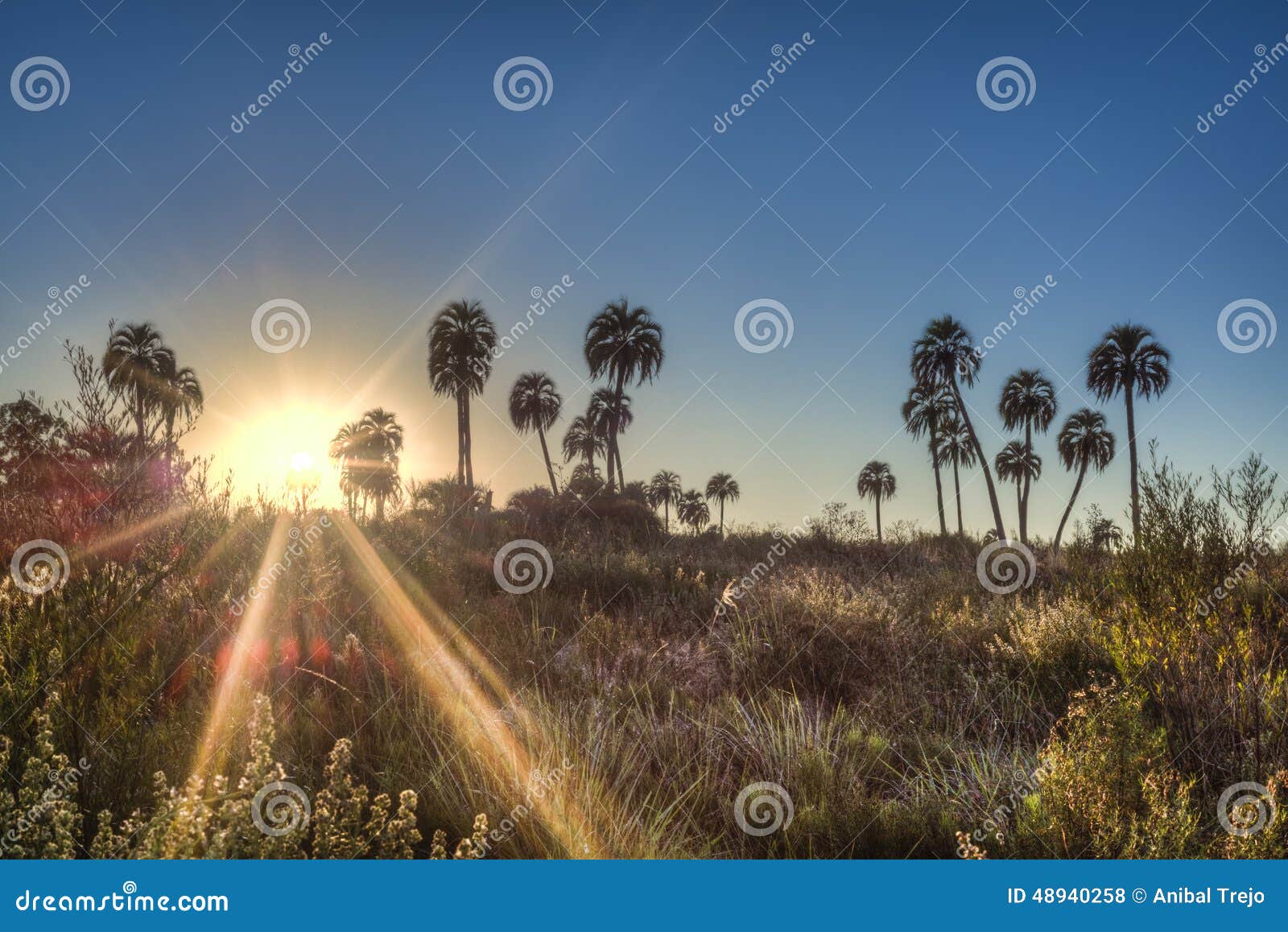 sunrise on el palmar national park, argentina