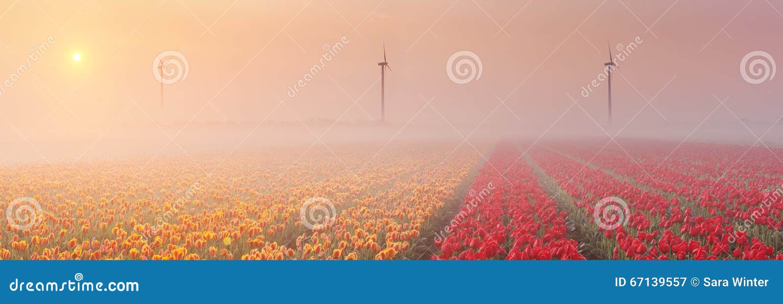 sunrise and fog over blooming tulips, the netherlands