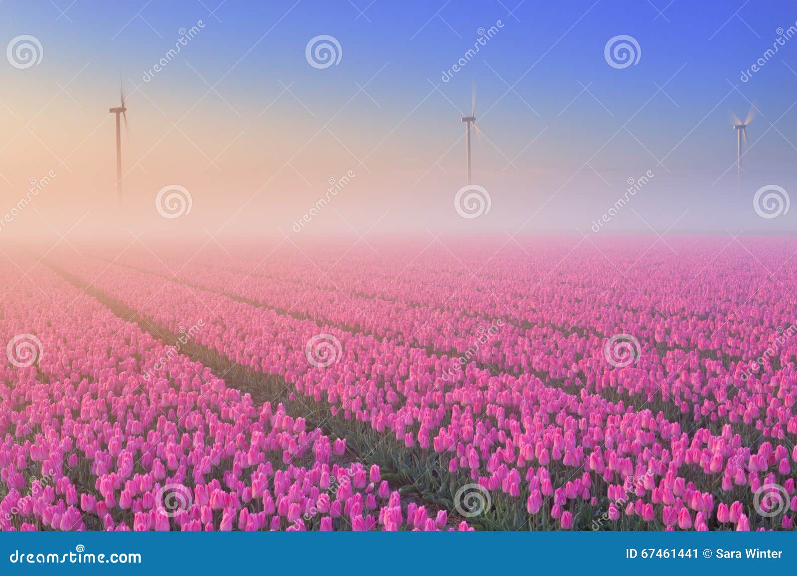 sunrise and fog over blooming tulips, the netherlands
