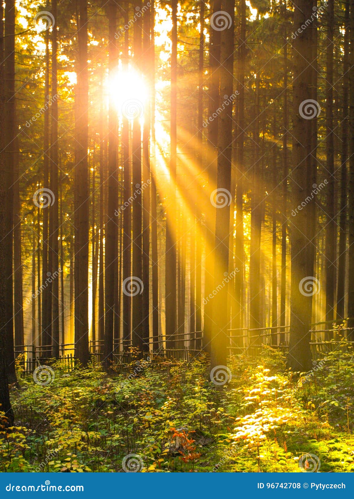 Sunrise In The Forest Sun Rays Shining Through Trees And Morning Mist