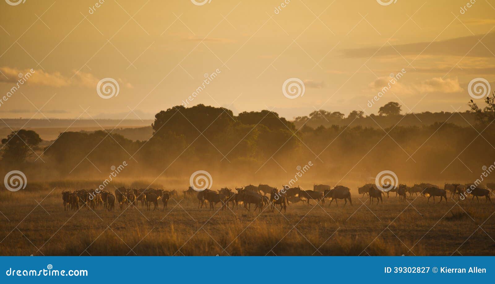 sunrise with a herd of wildebeest, kenya