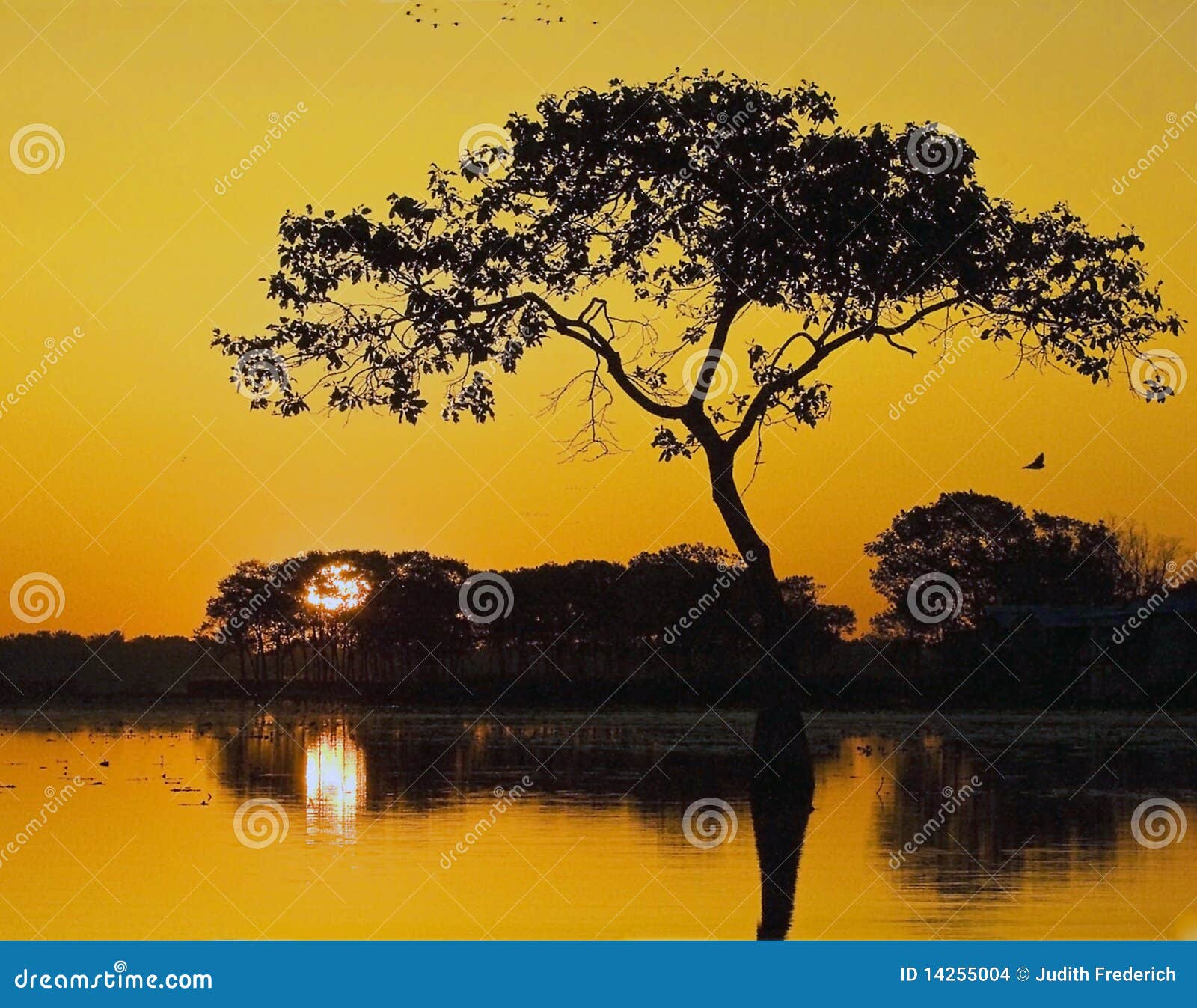 Sunrise in Louisiana stock photo. Image of nature, calm 14255004