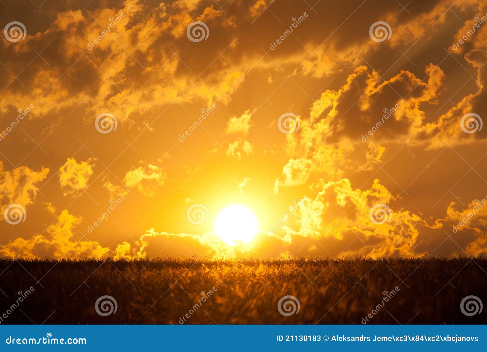 Sunrise in the morning stock image. Image of nature, cereals 21130183