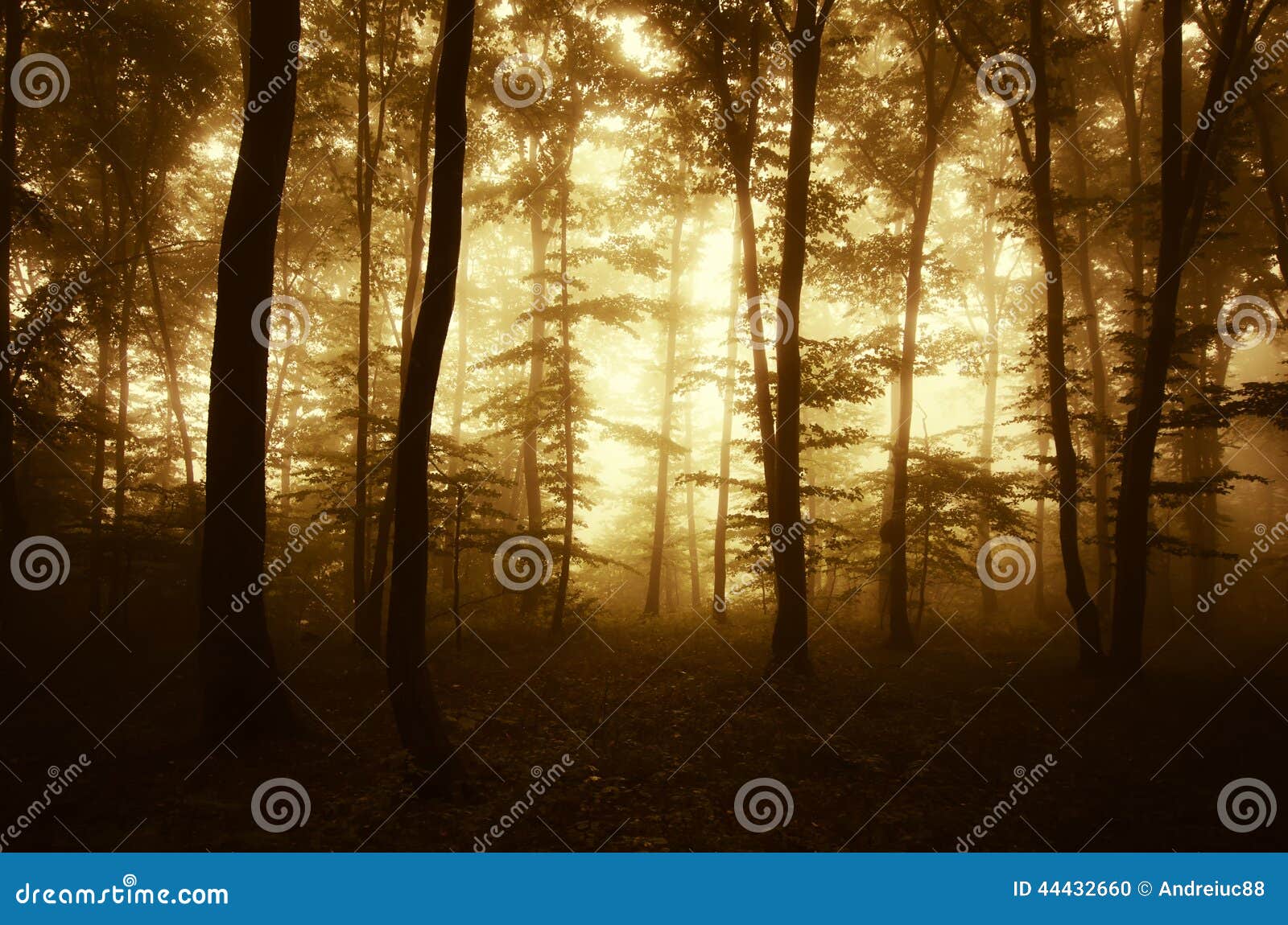 sunrise in a mysterious enchanted forest with fog