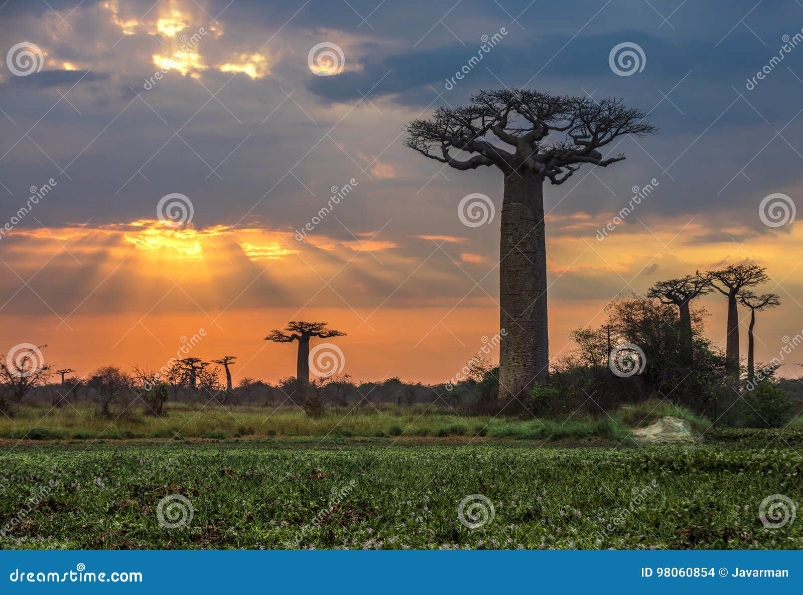 sunrise over avenue of the baobabs, madagascar