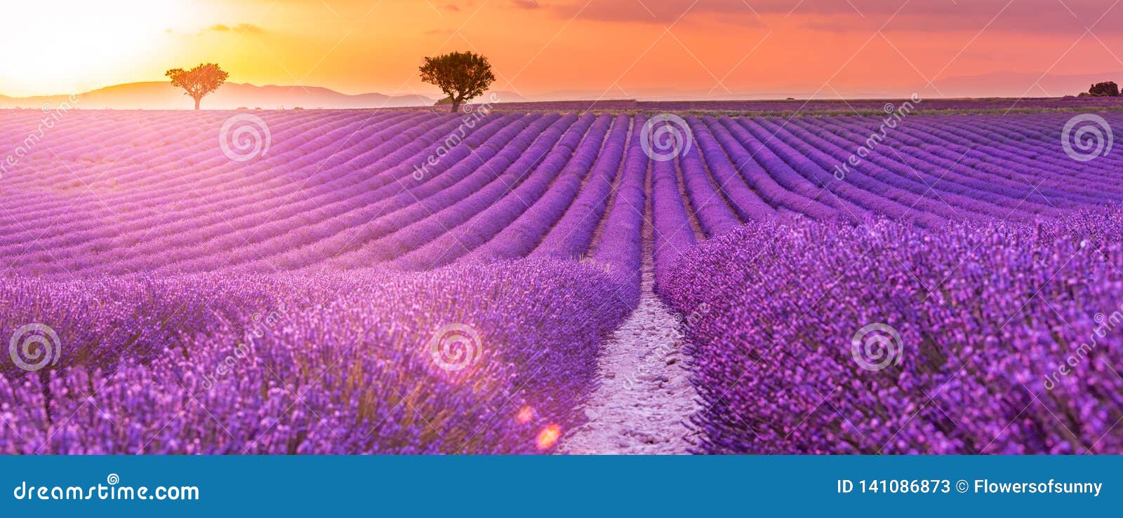 Sunrise Over Blooming Fields of Lavender on the Valensole Plateau in ...