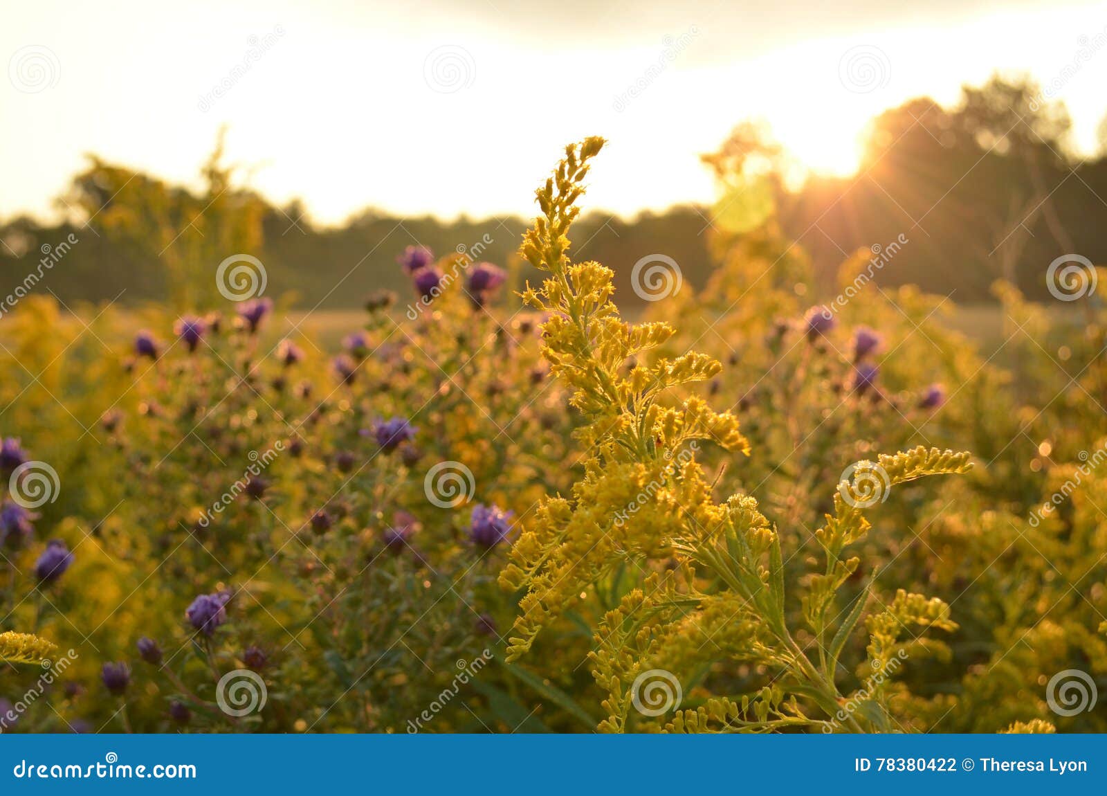 Sunrise over country field and roadside flowers. Sunrise over beautiful country field and roadside flowers