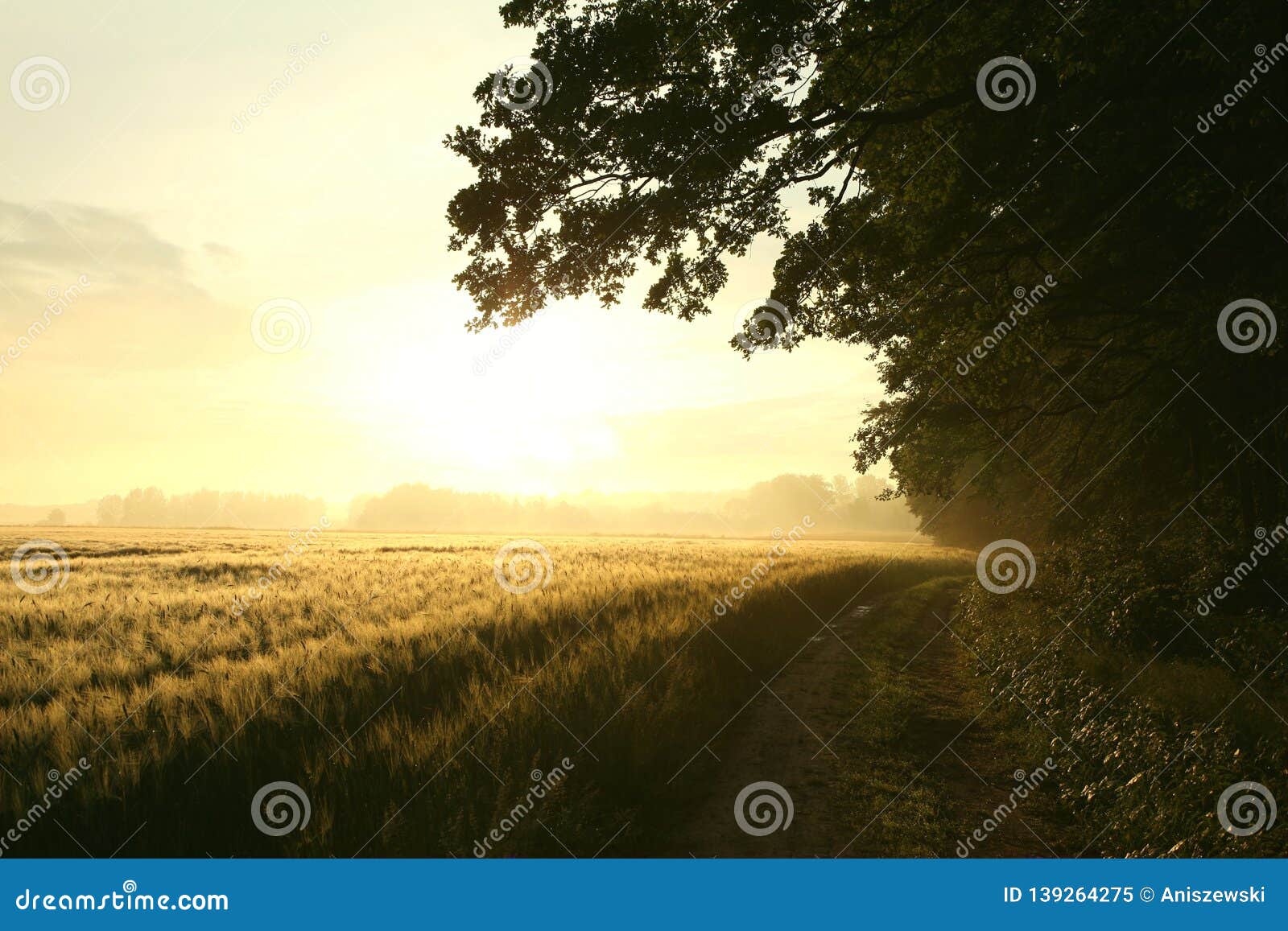 Sunrise Over A Field In Misty Spring Weather Silhouettes Of Trees At