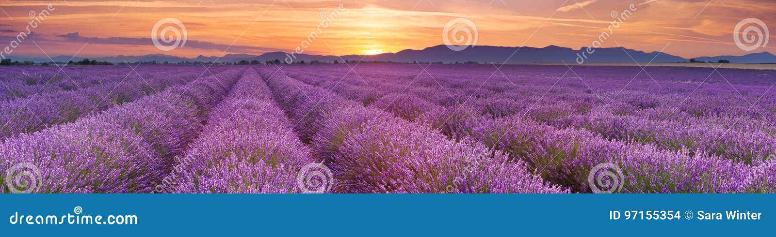 sunrise over fields of lavender in the provence, france