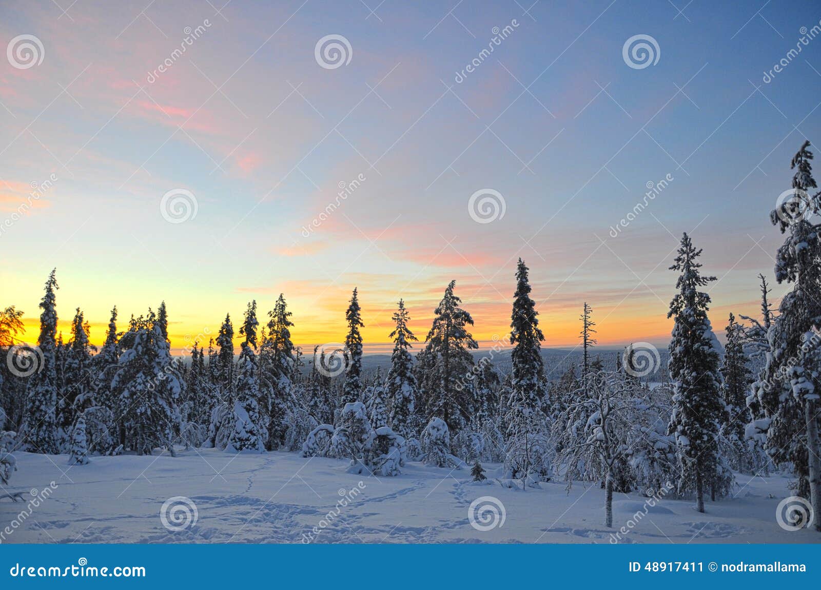 sunrise over a forest in lapland, finland