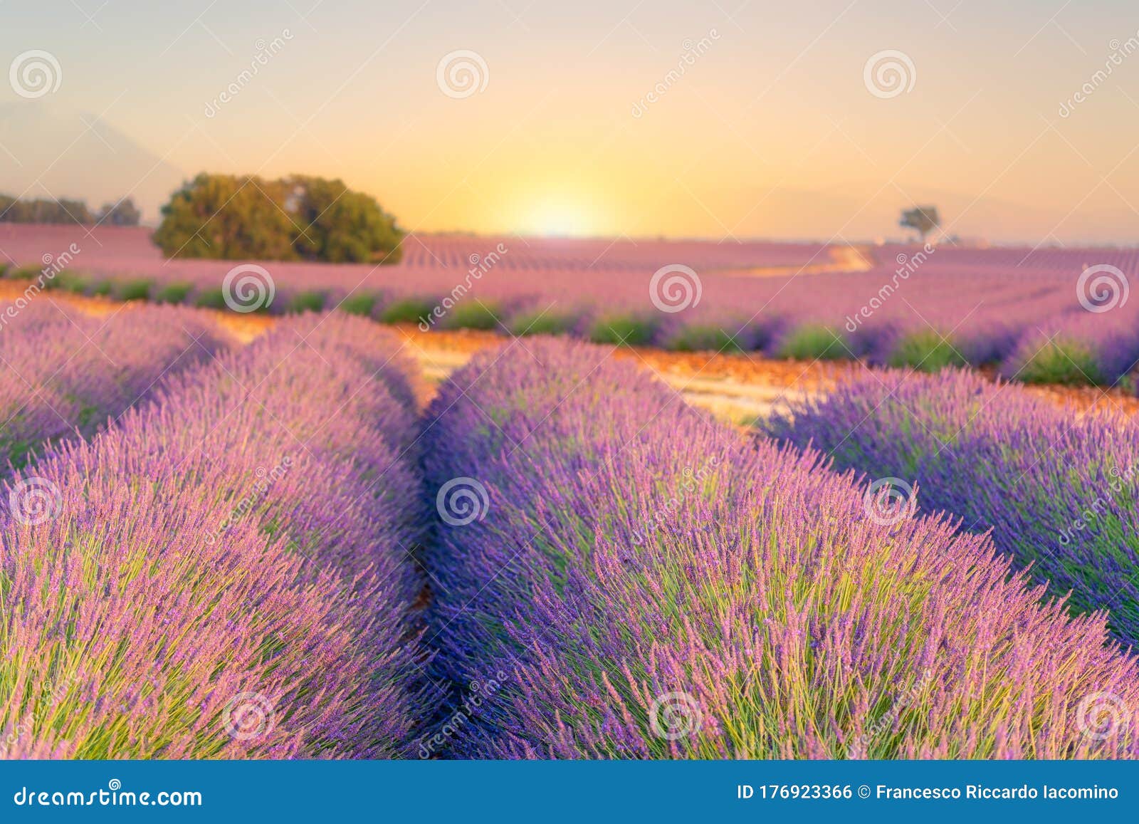 Sunrise Over Lavender Fields in Provence, Southern France Stock Photo ...