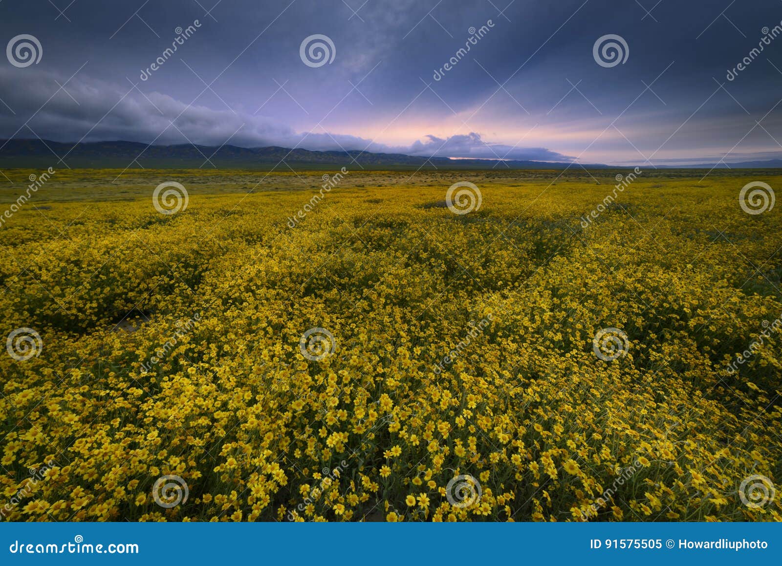 sunrise over wild flower field in carrizo plain nm