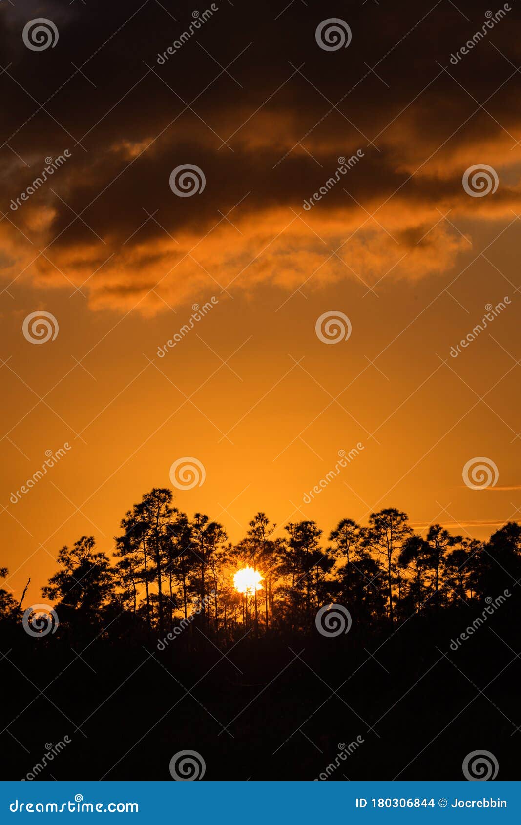 Sun Peeks Through Fl Scrub Pines At Sunrise Stock Photo Image Of