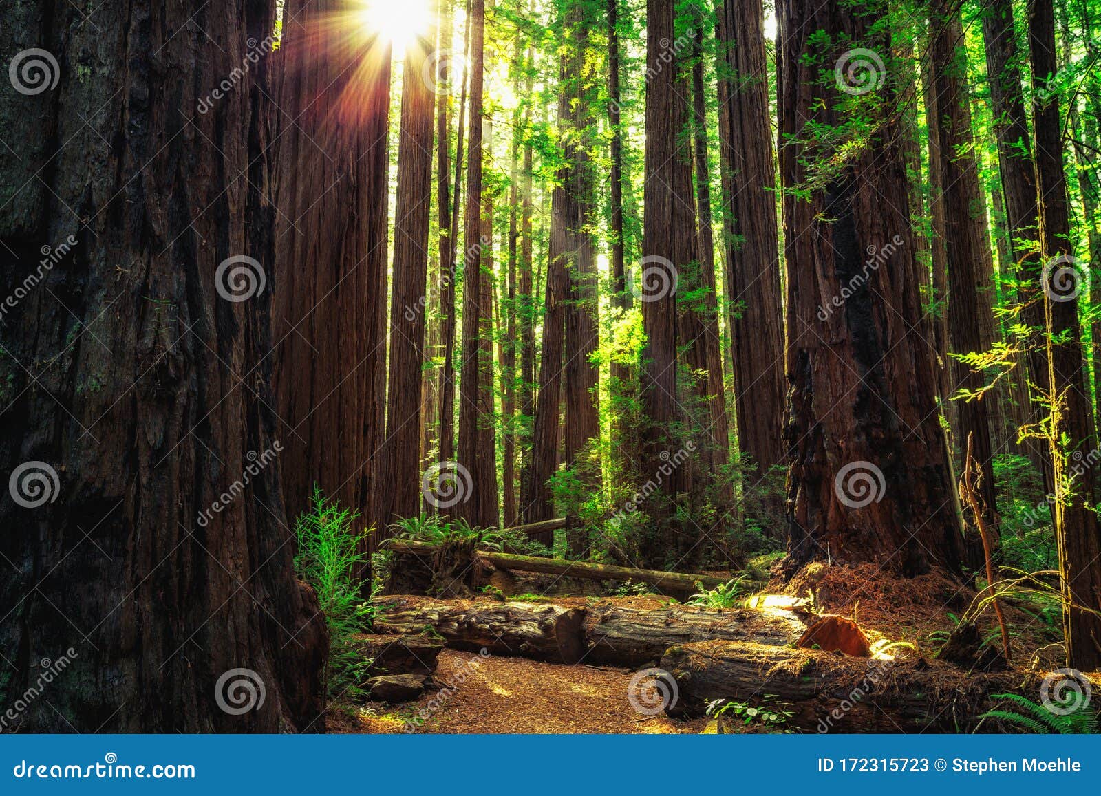 sunrise in the redwoods, redwoods national & state parks california