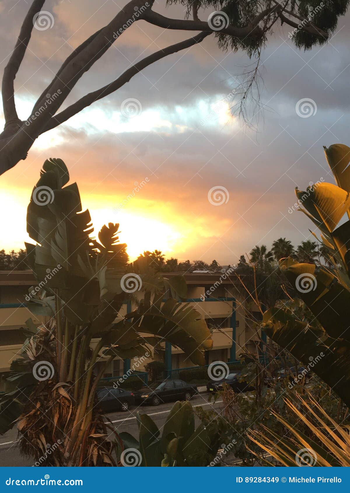 sunrise in sandiego, palm trees