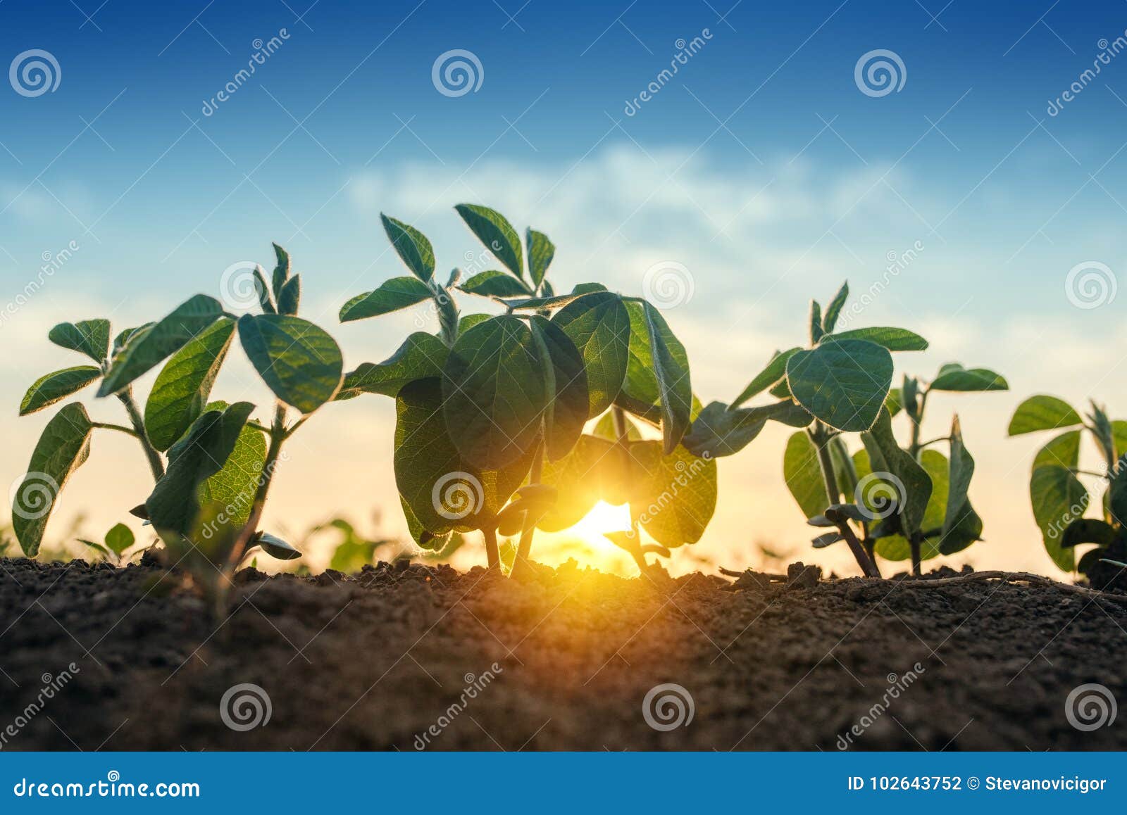 sunrise in soybean field