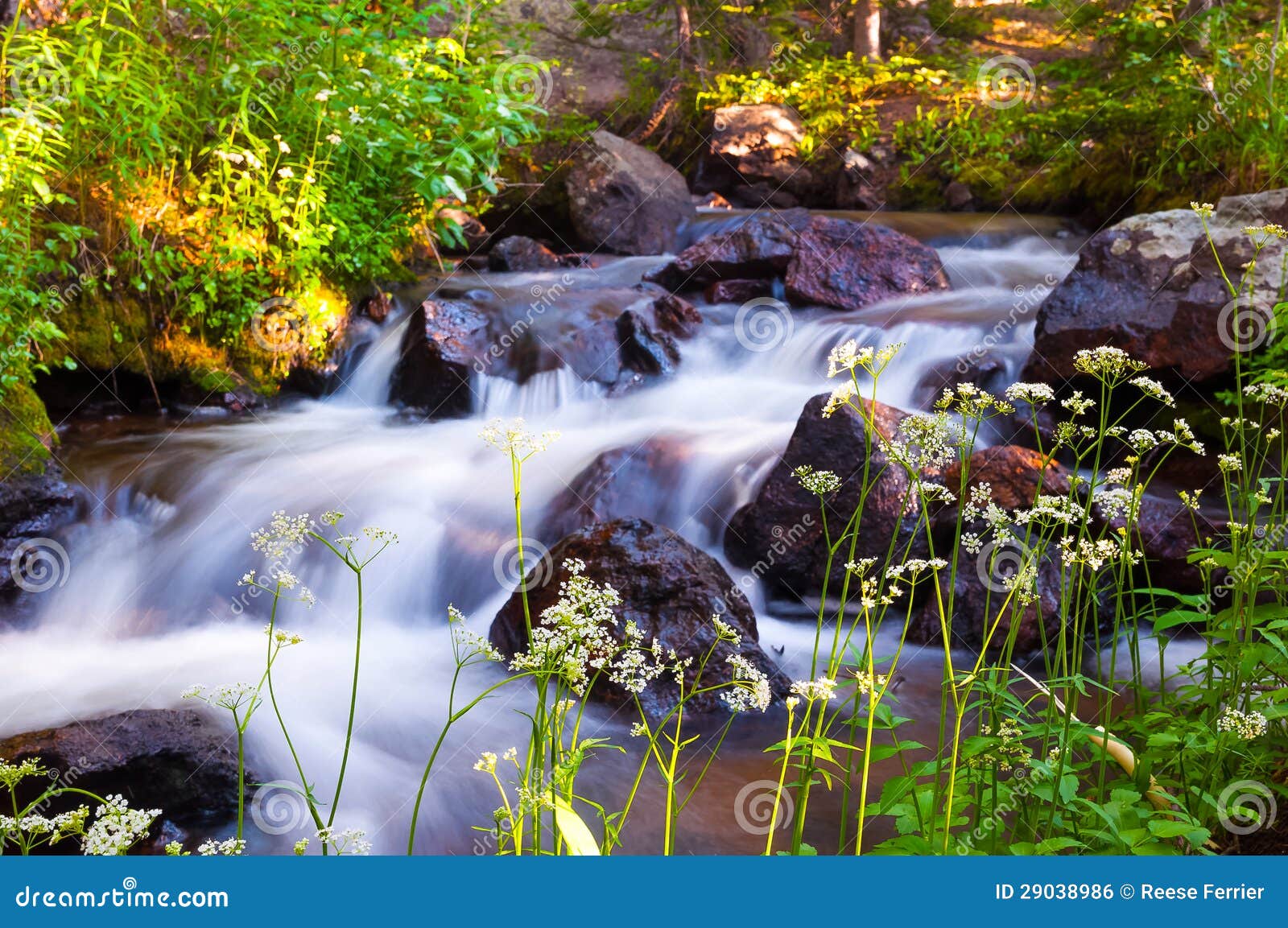Sunrise Spring Mountain Creek Stock Photo Image of morning, mountain