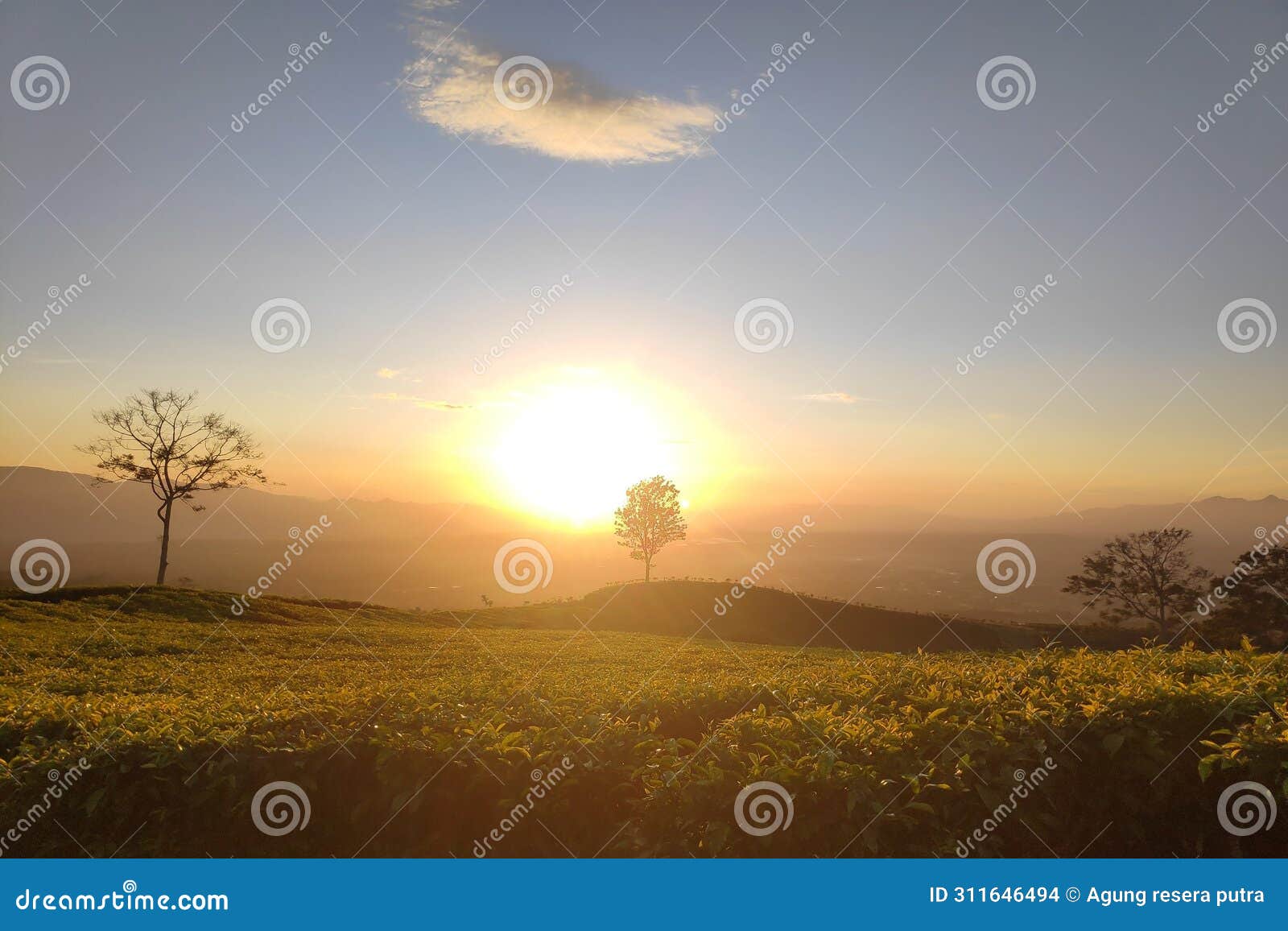 sunrise on the tea plantation at dempo mountain