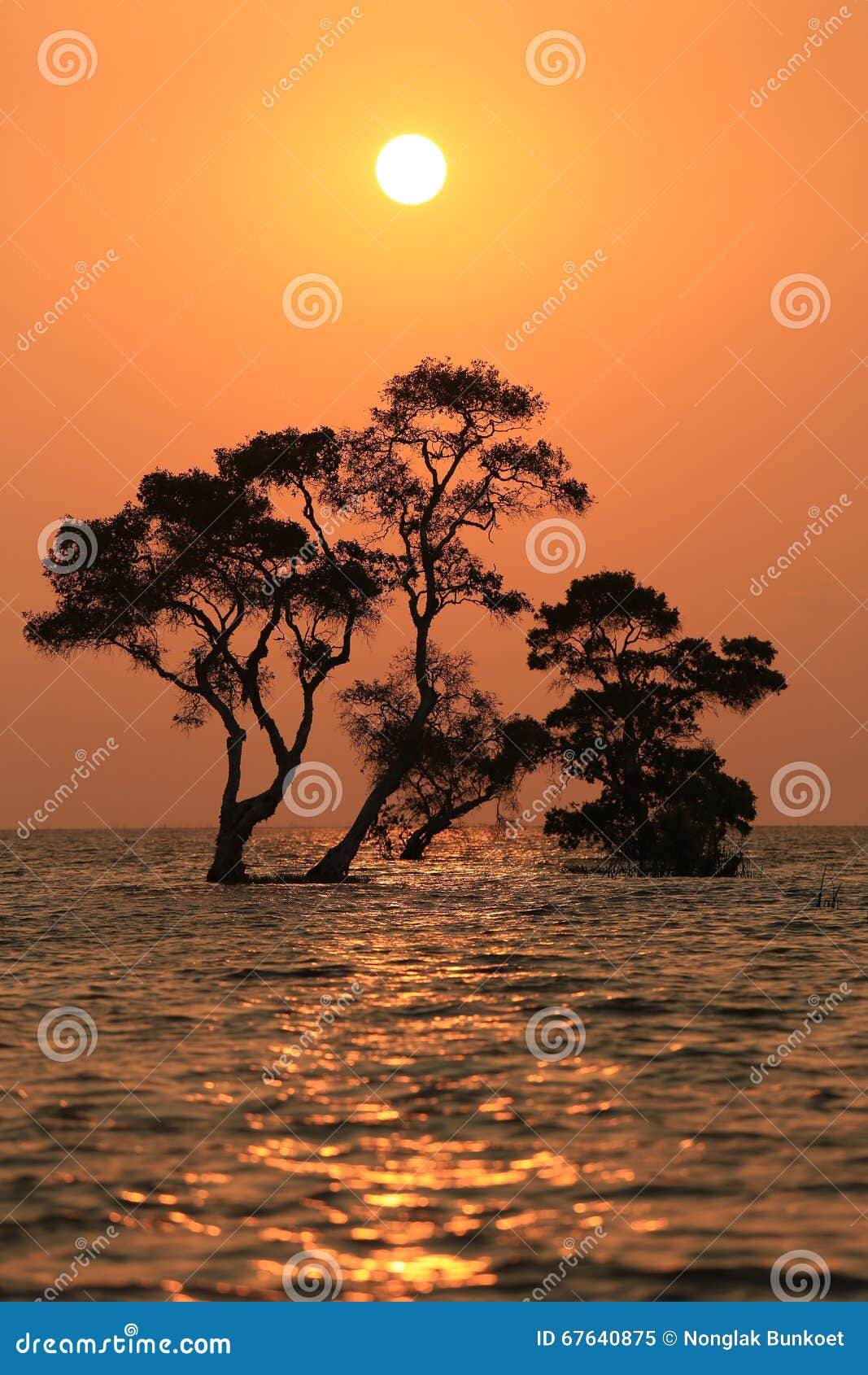 Sunrise and Tree Silhouette Stock Image - Image of bush, bulrush: 67640875