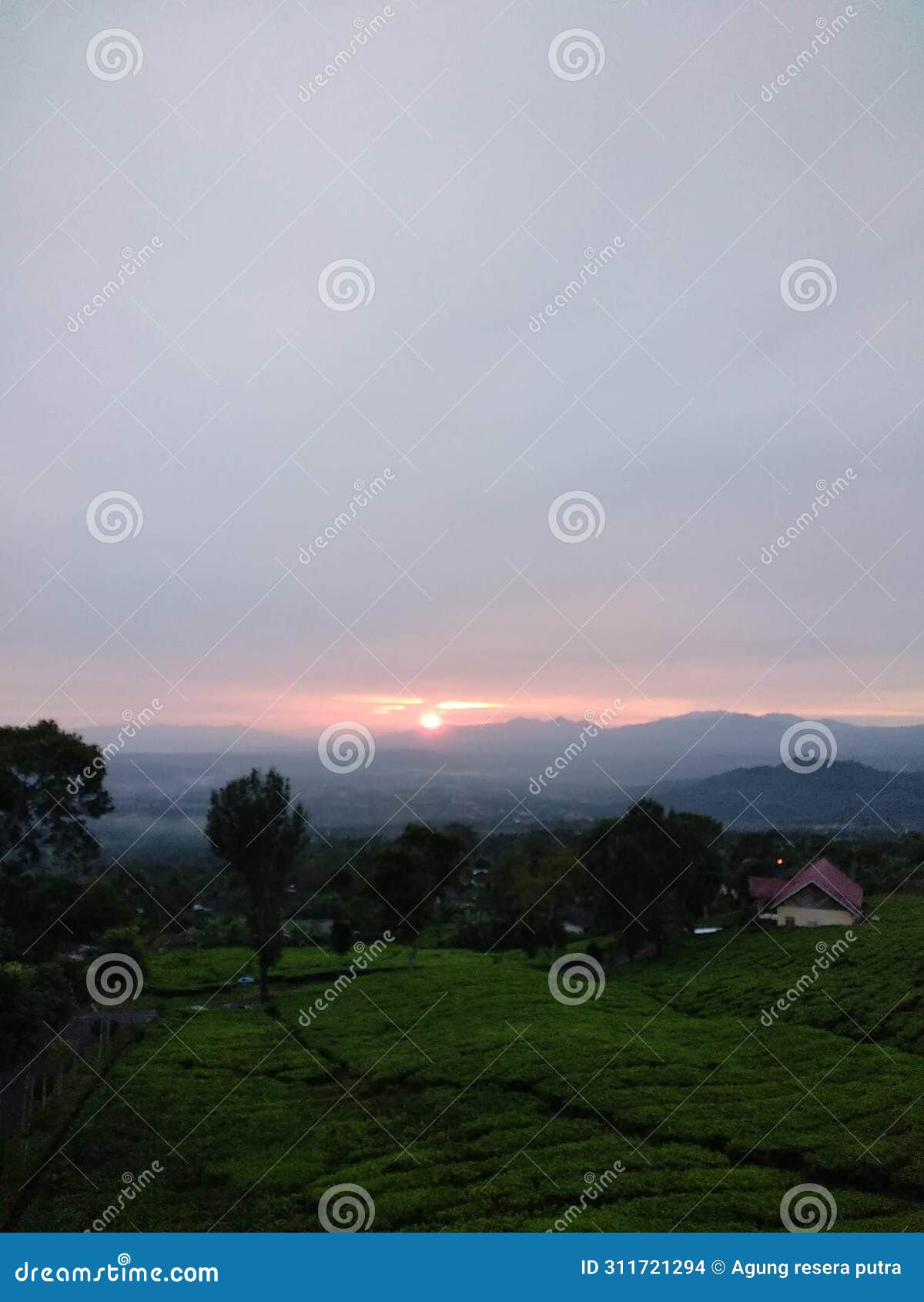sunrise view from tea plantation above dempo mountain