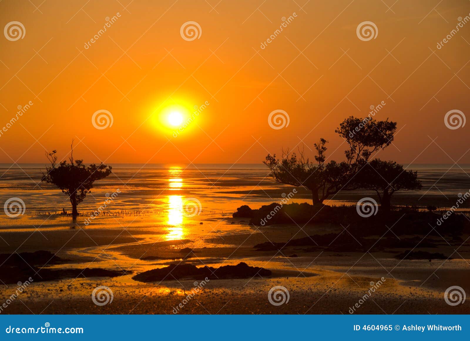 Sunset stock image. Image of head, west, trees, orange - 4604965