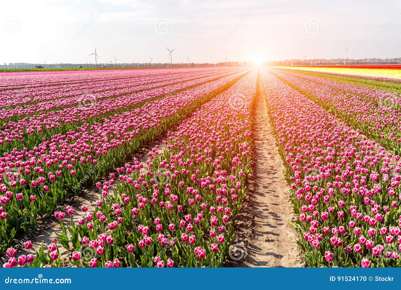 Sunset Above the Field of Tulips Stock Photo - Image of tourism, pink ...