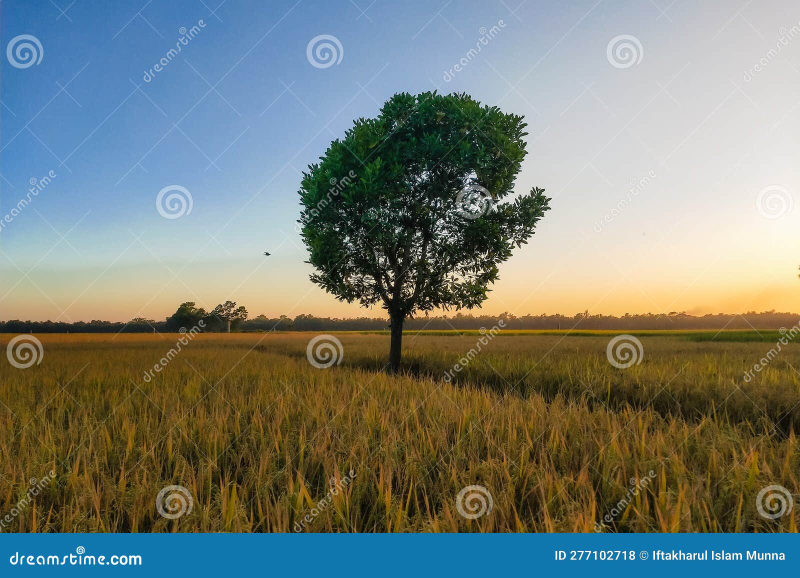 a single tree and sunset in agriculture field at asia.