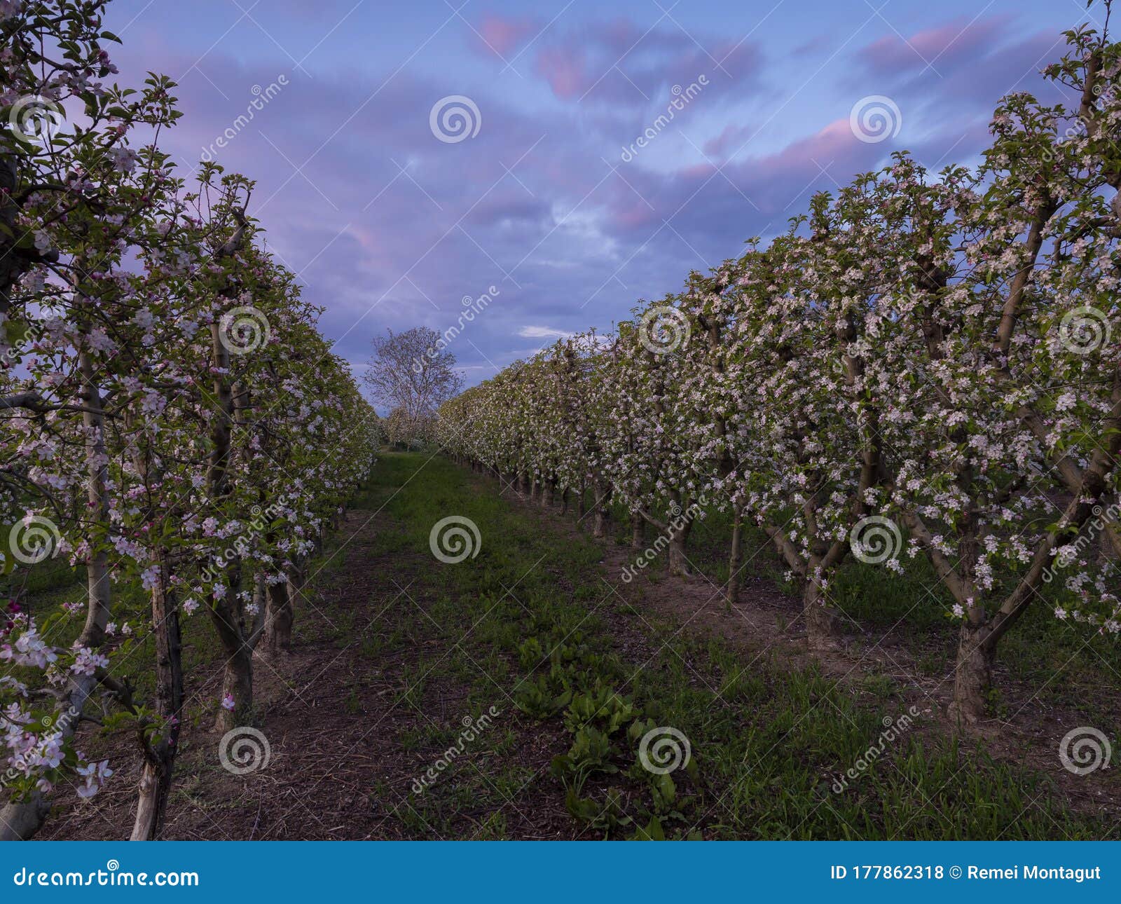 sunset,aisle of fruit trees in bloom with no one