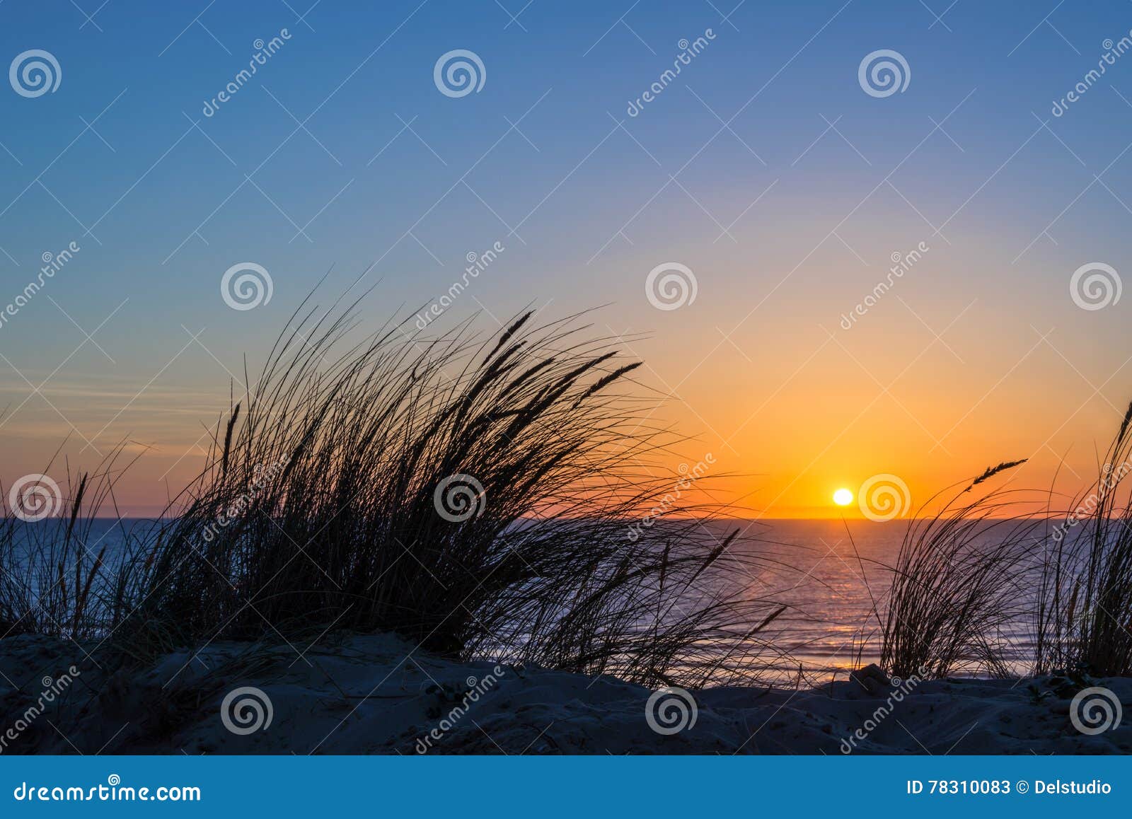 sunset on atlantic ocean, beach grass silhouette in france