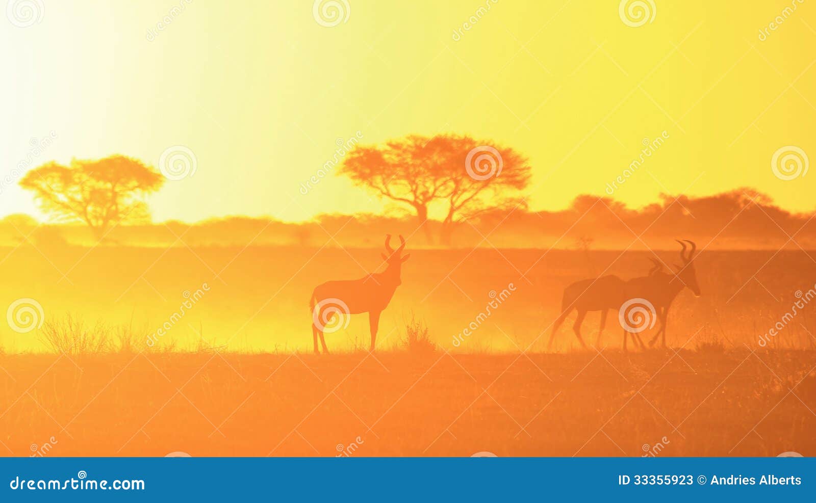 sunset background of golden yellow - red hartebeest wildlife from africa.