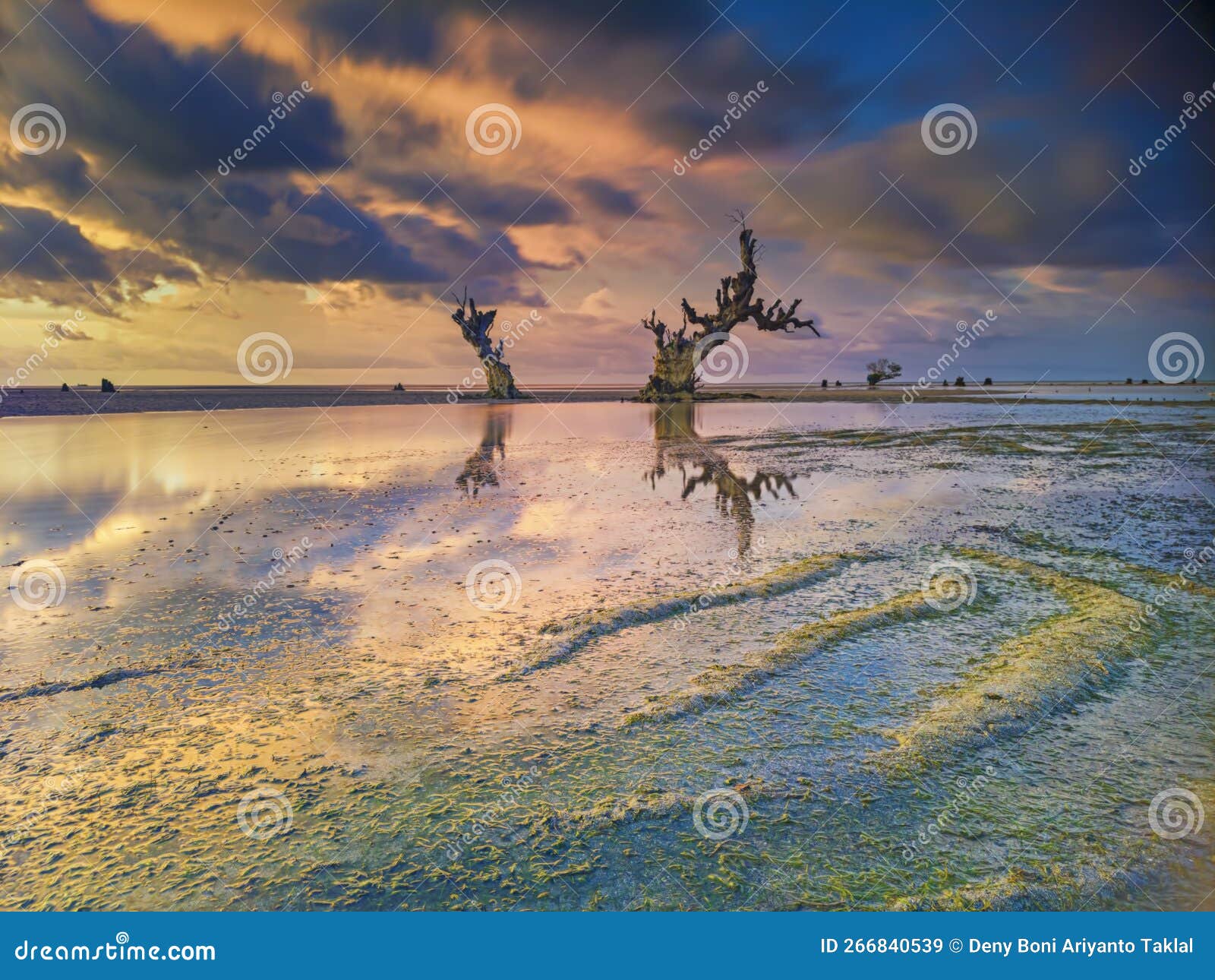 sunset on the beach with dried tree objects